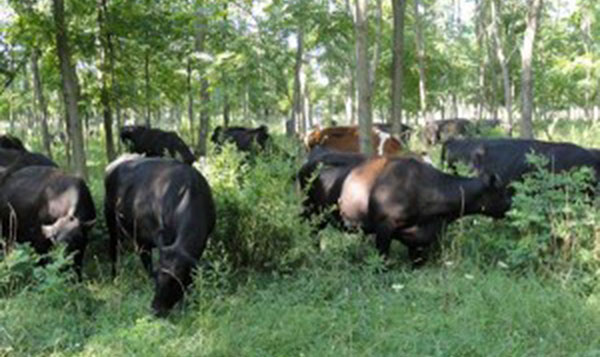 Watch outfor Livestock_silvopasture300x225